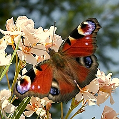 Schmetterling